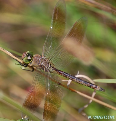 Anax parthenope